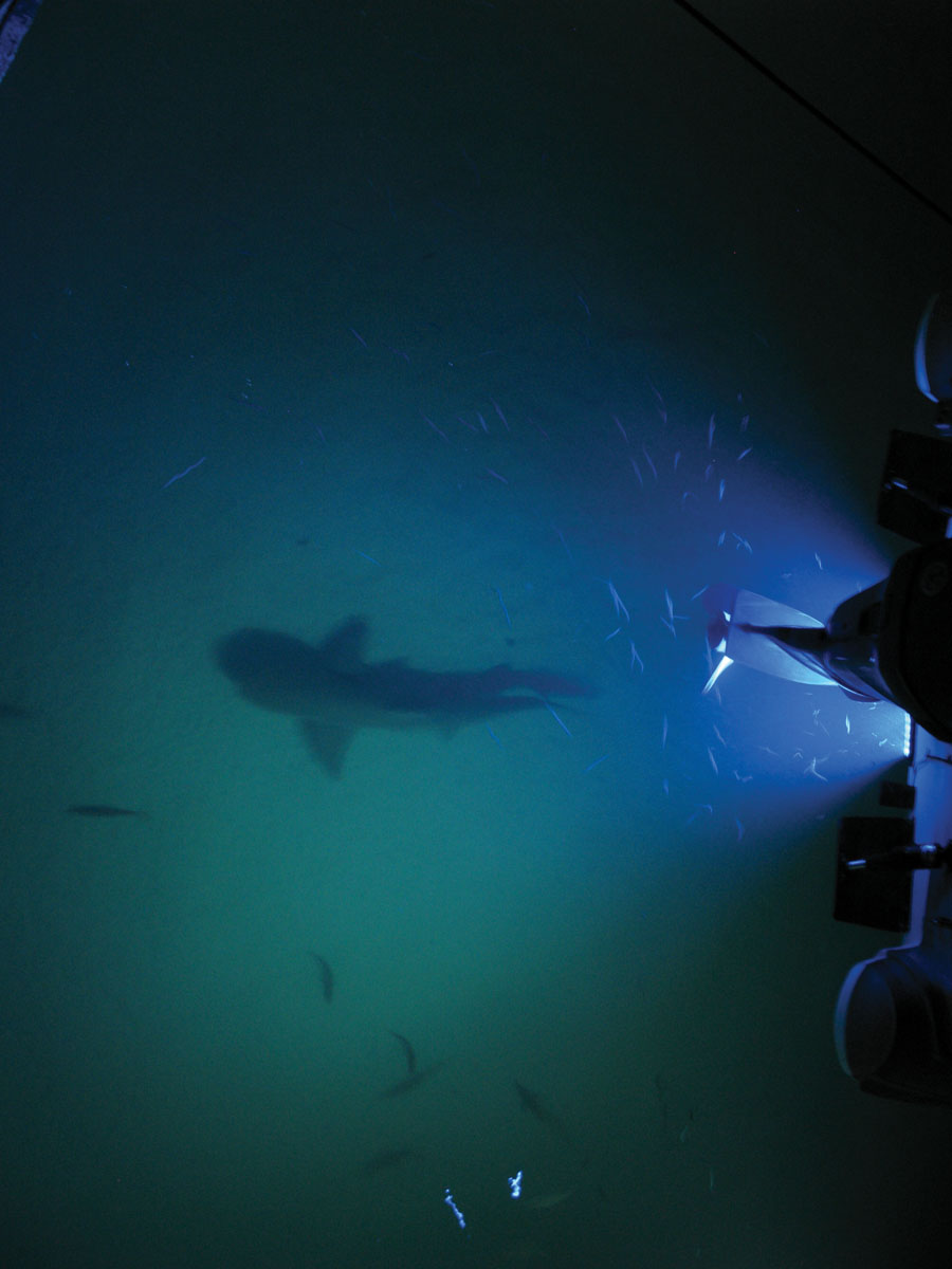 LED Unterwasserlicht